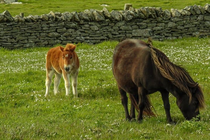 Ponies Express Private Tour to Scalloway