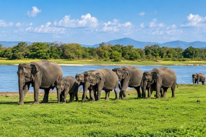 Minneriya National Park Half Day Private Safari With Expert Guide