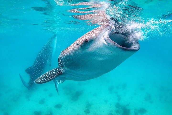 Cebu: Oslob Whale Sharks, Tumalog Falls & Moalboal Sardine Run