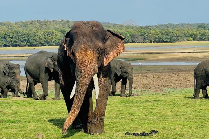 Minneriya National Park Half day Private Jeep Safari