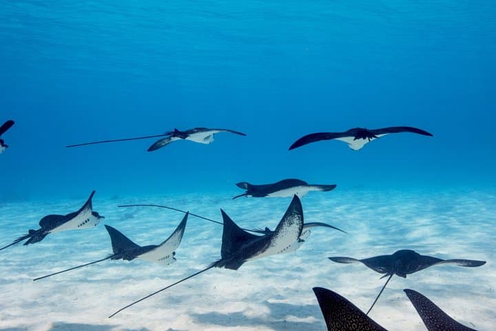 Bora Bora Scuba Refresher Dive