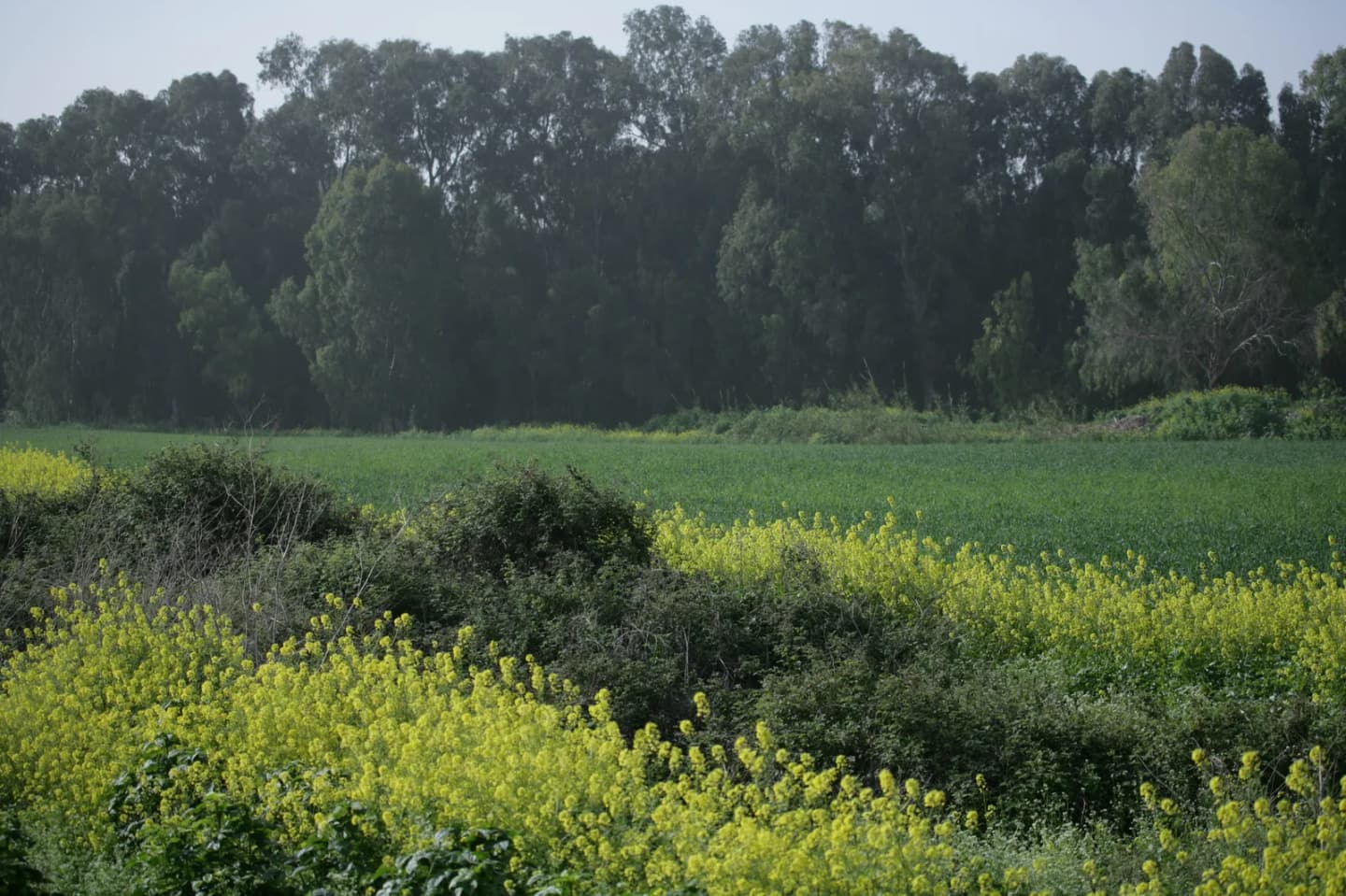Gesher HaZiv