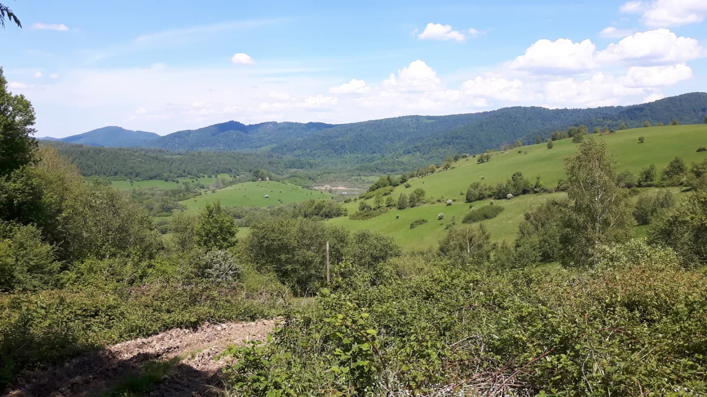 Zatwarnica