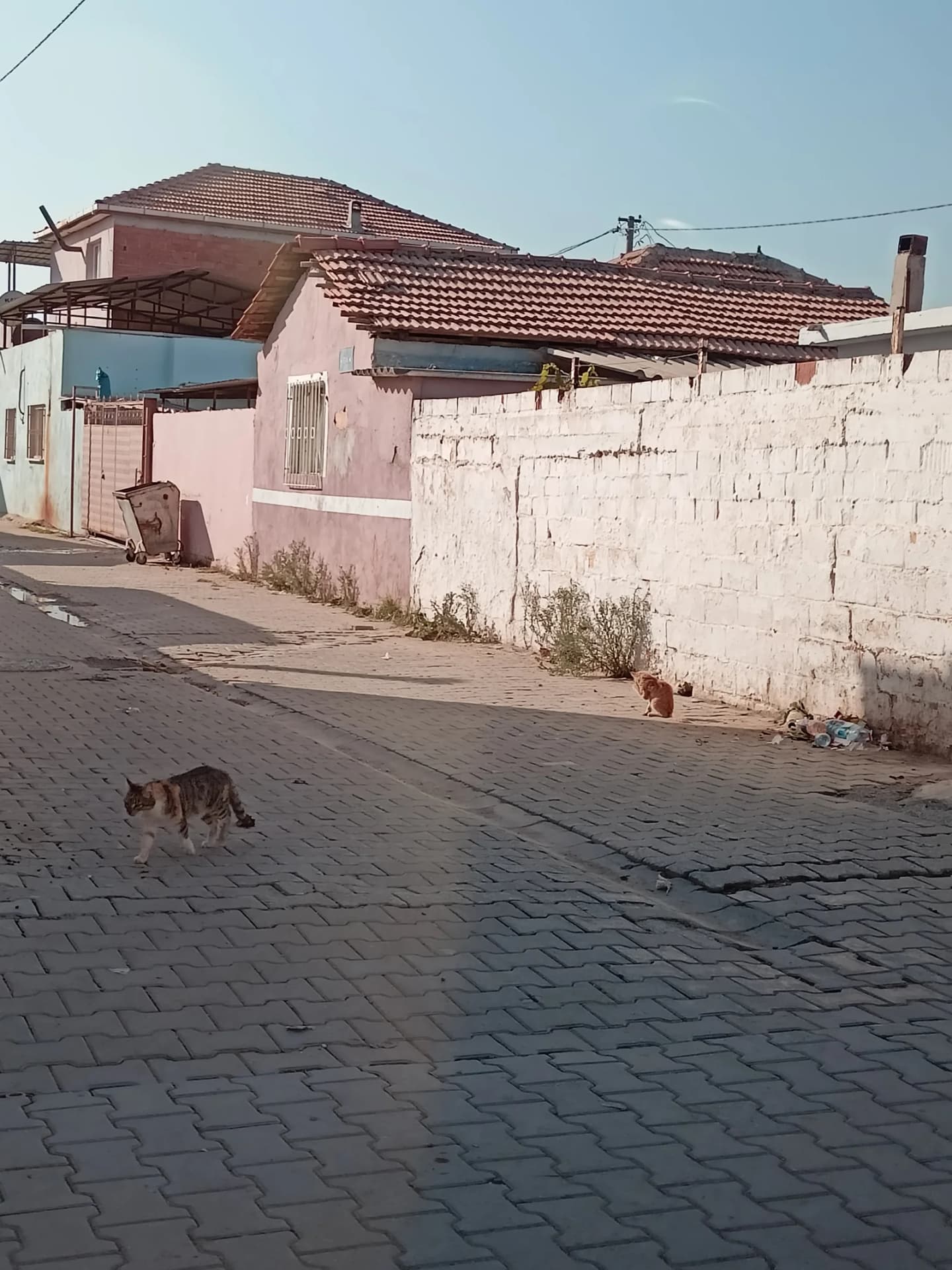 Acarlar