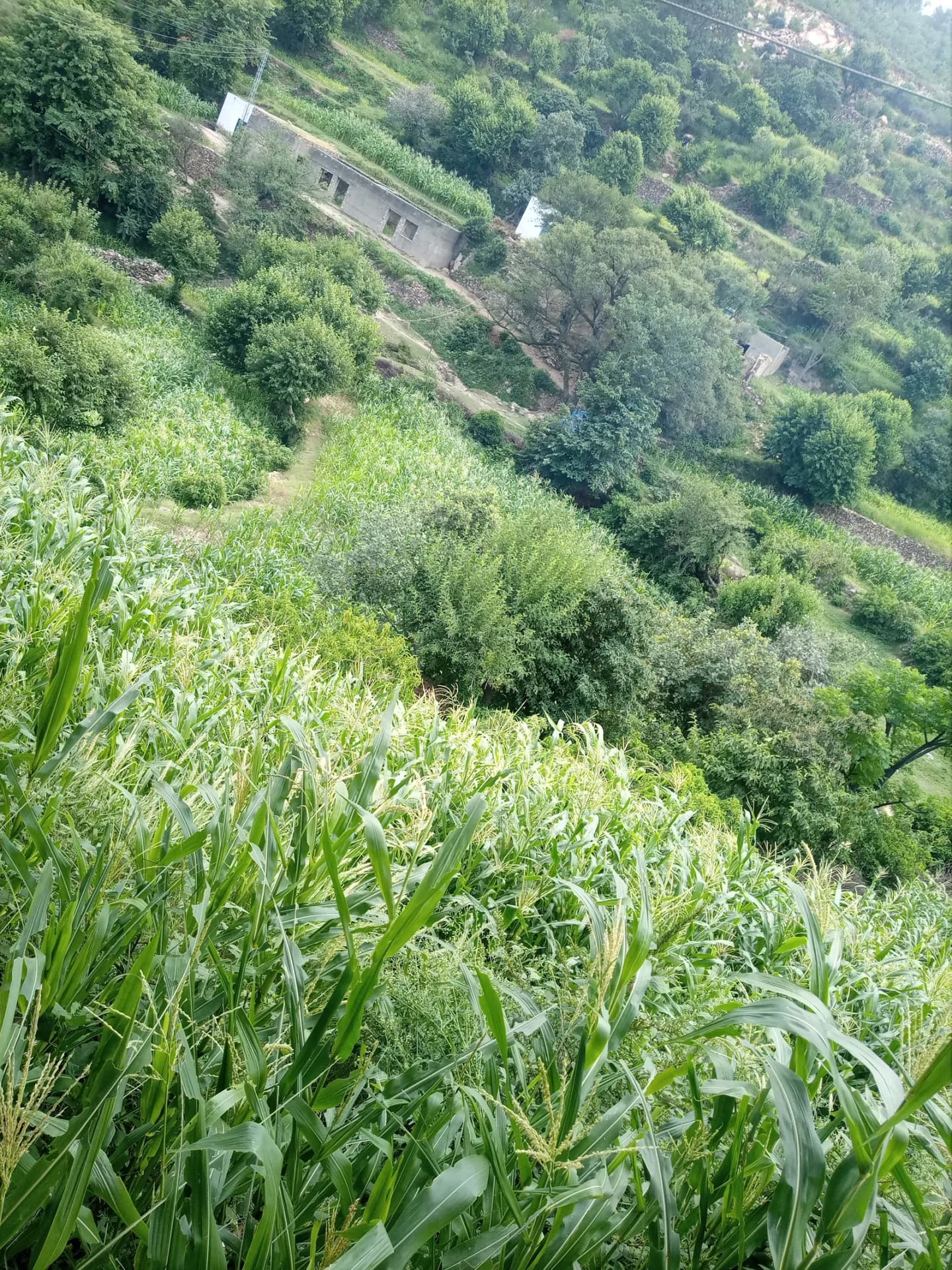 Haripur