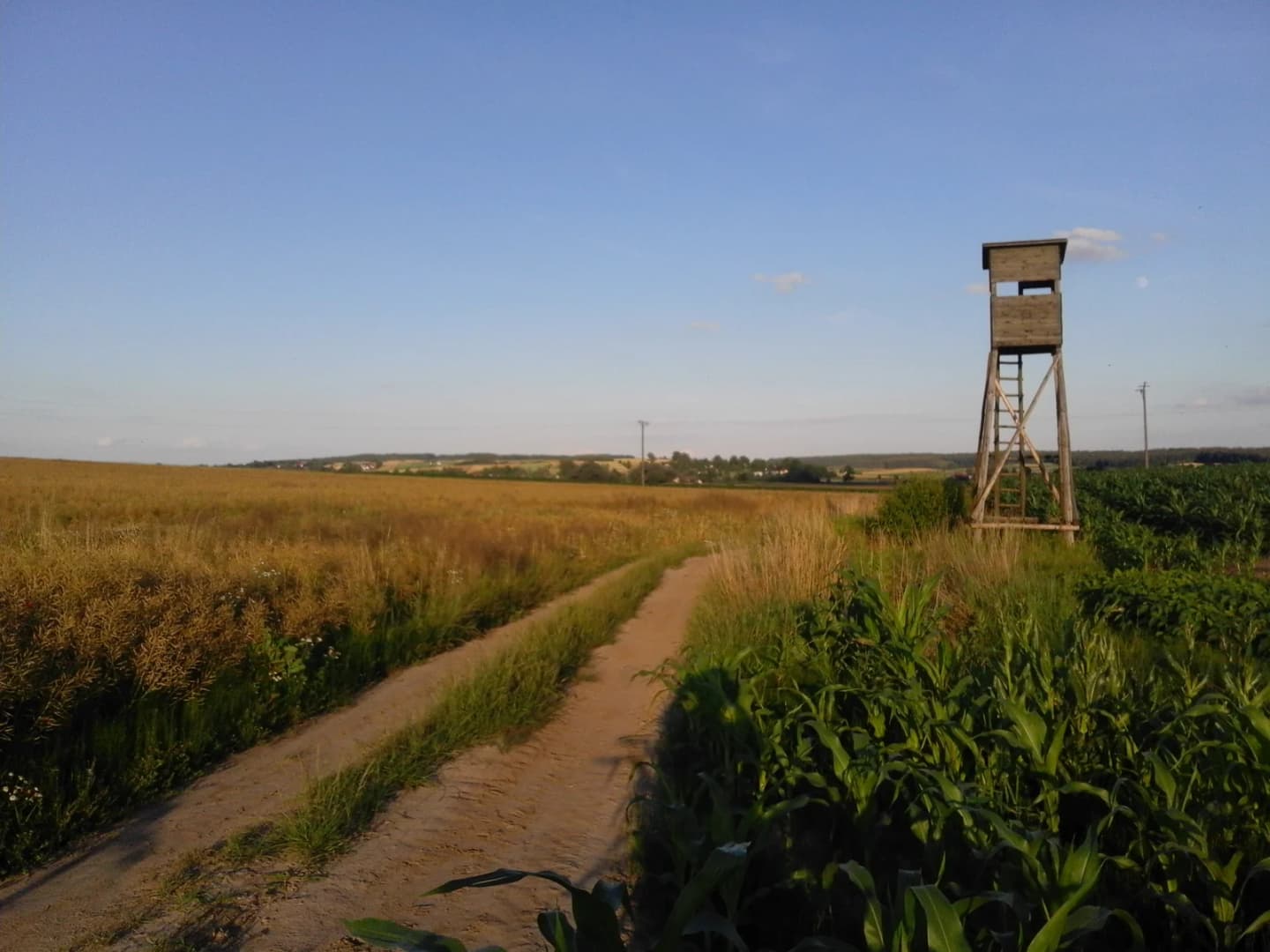 Urzejowice