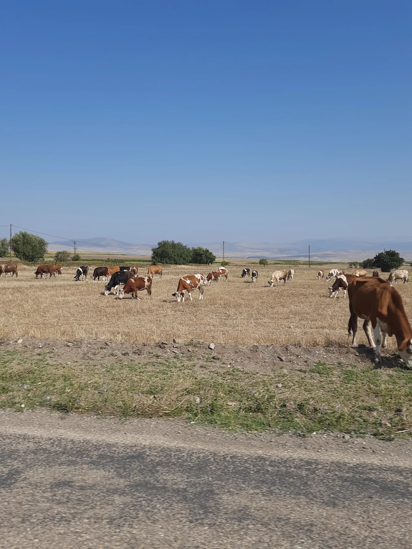 Baştepe