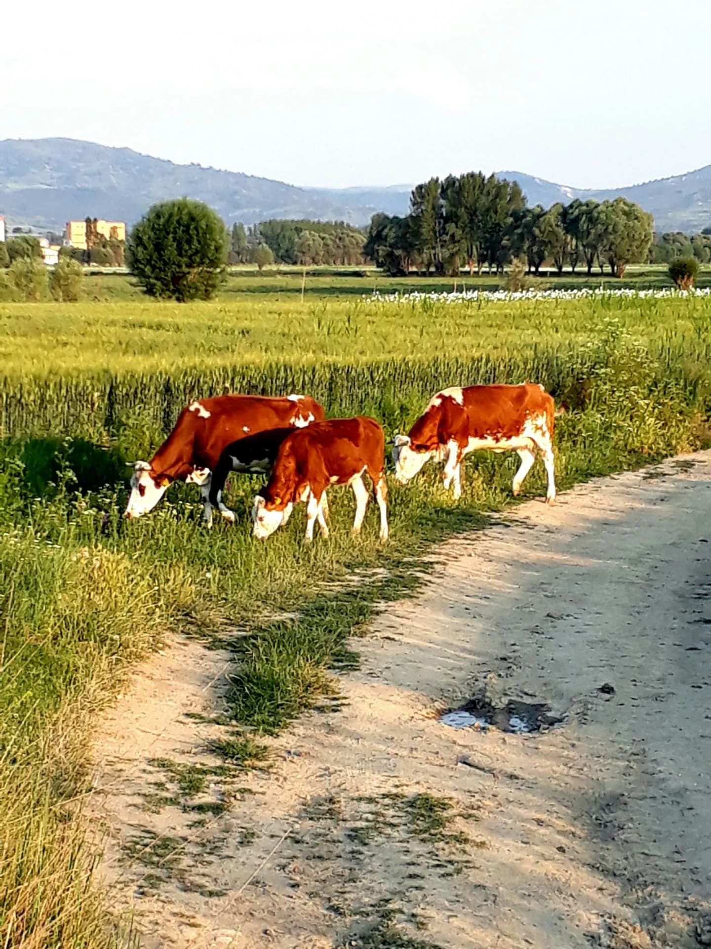 Garipçe