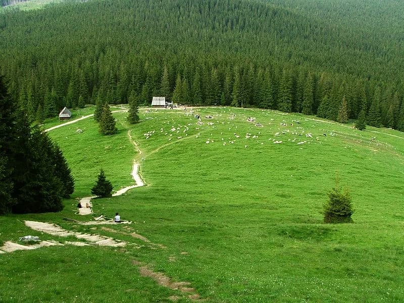 Polana