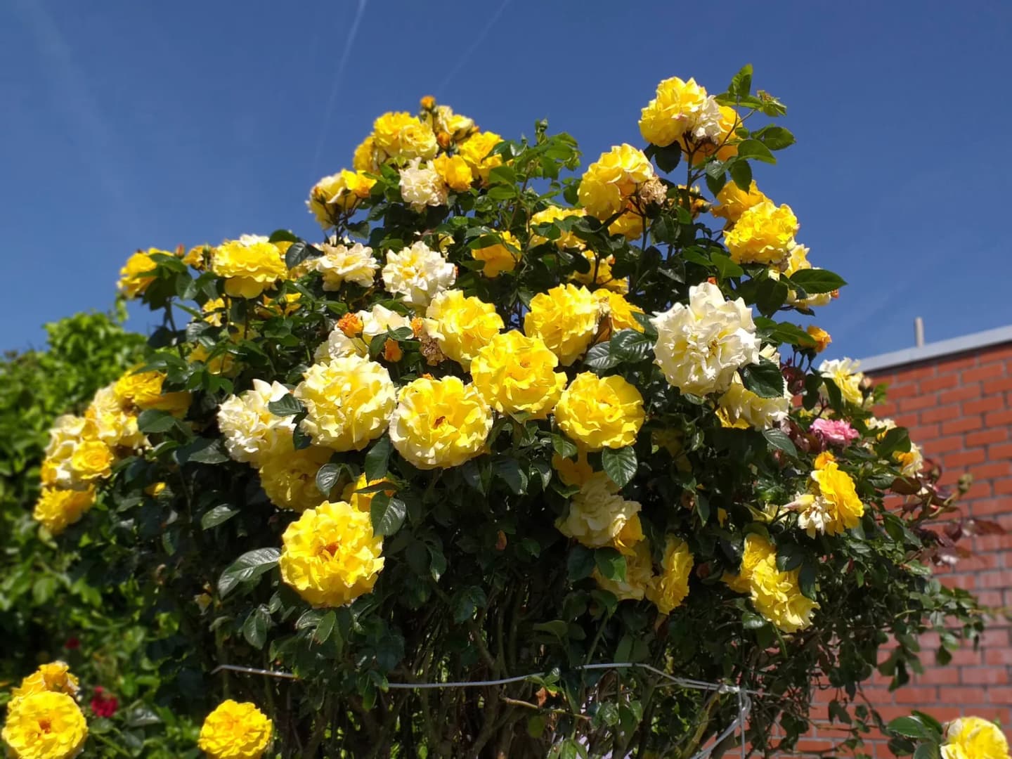 Sint-Maria-Lierde