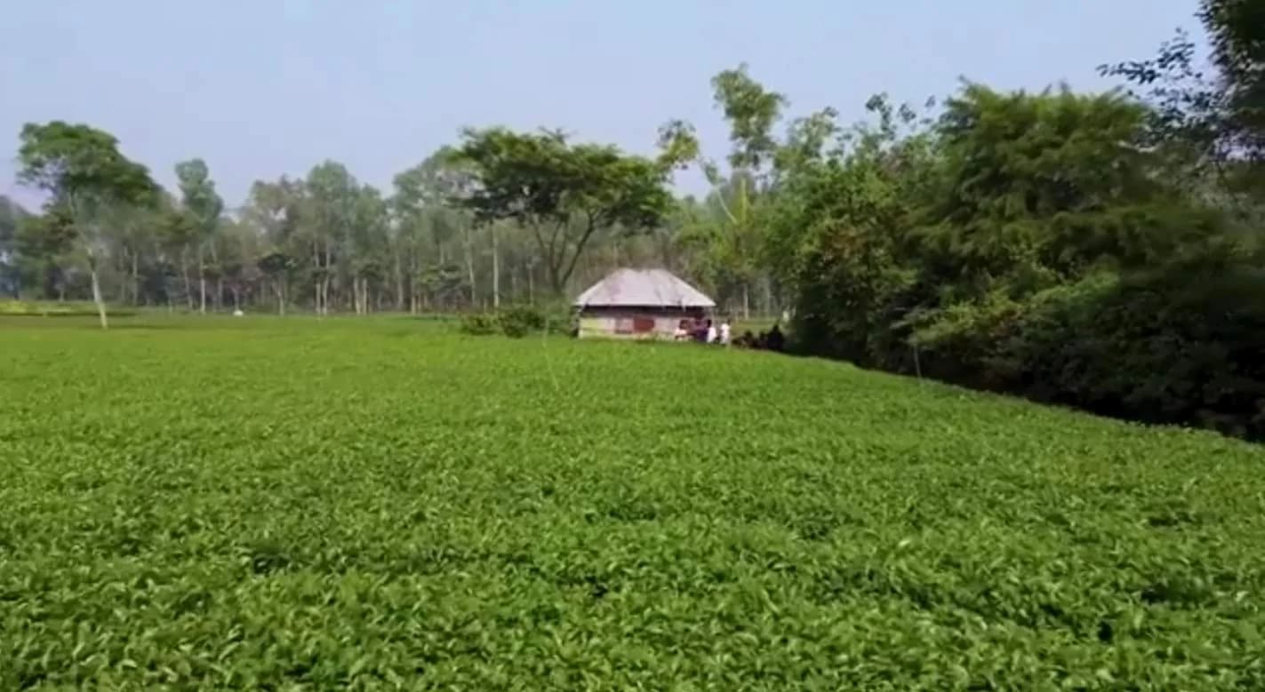 Panchagarh