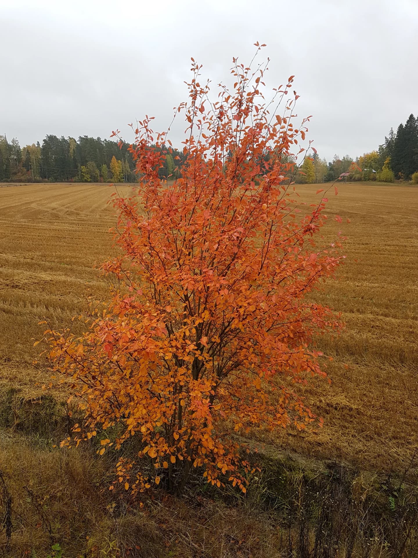 Liljendal