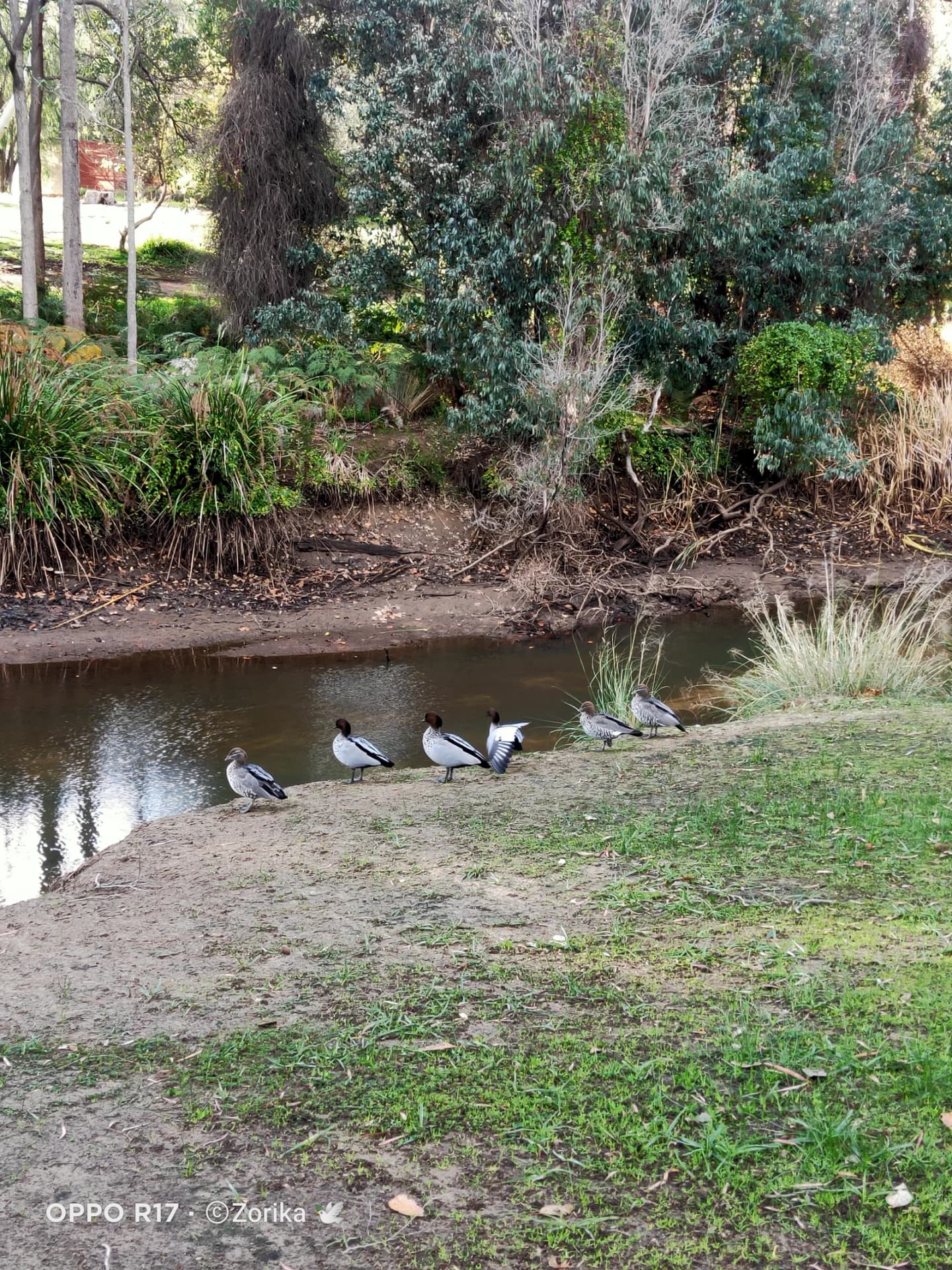 Donnybrook