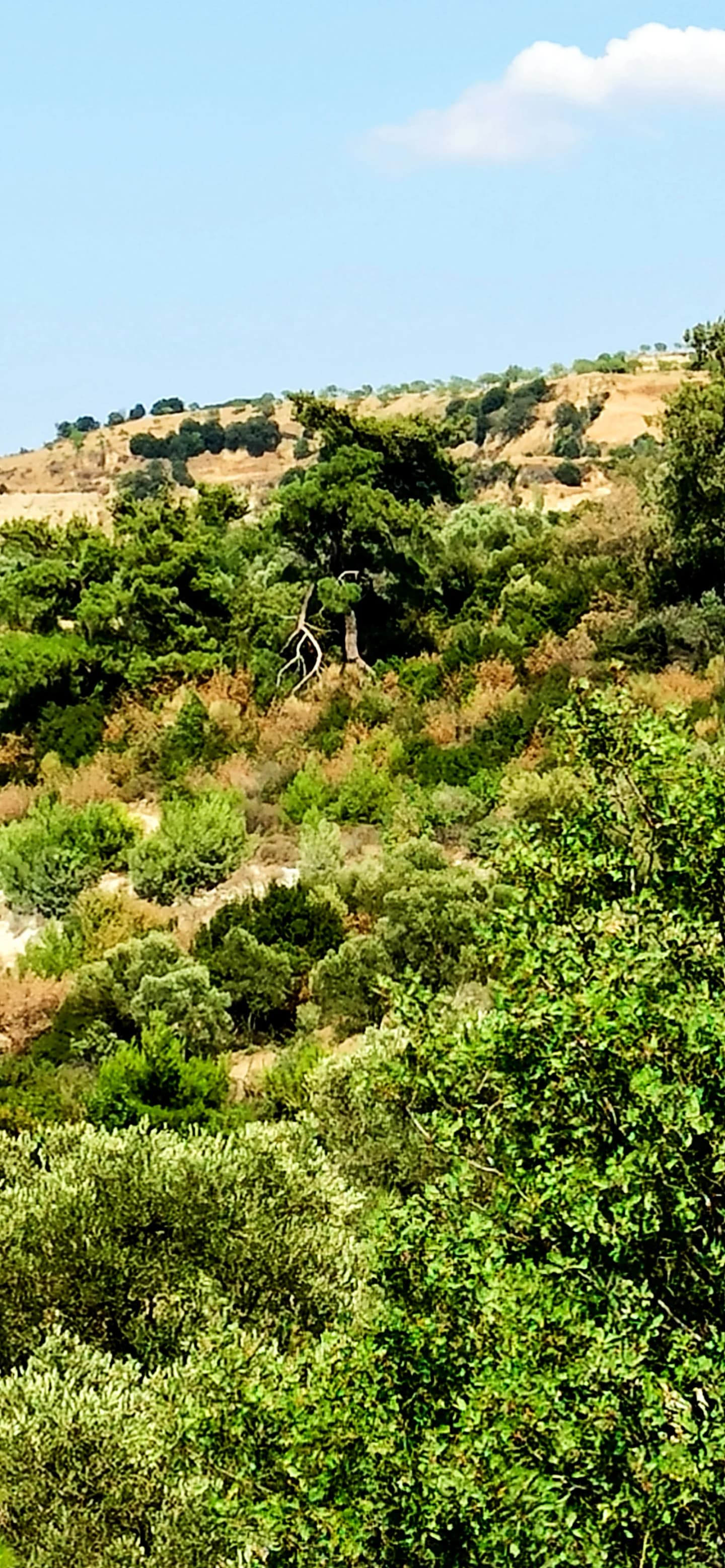 Kızılcagedik