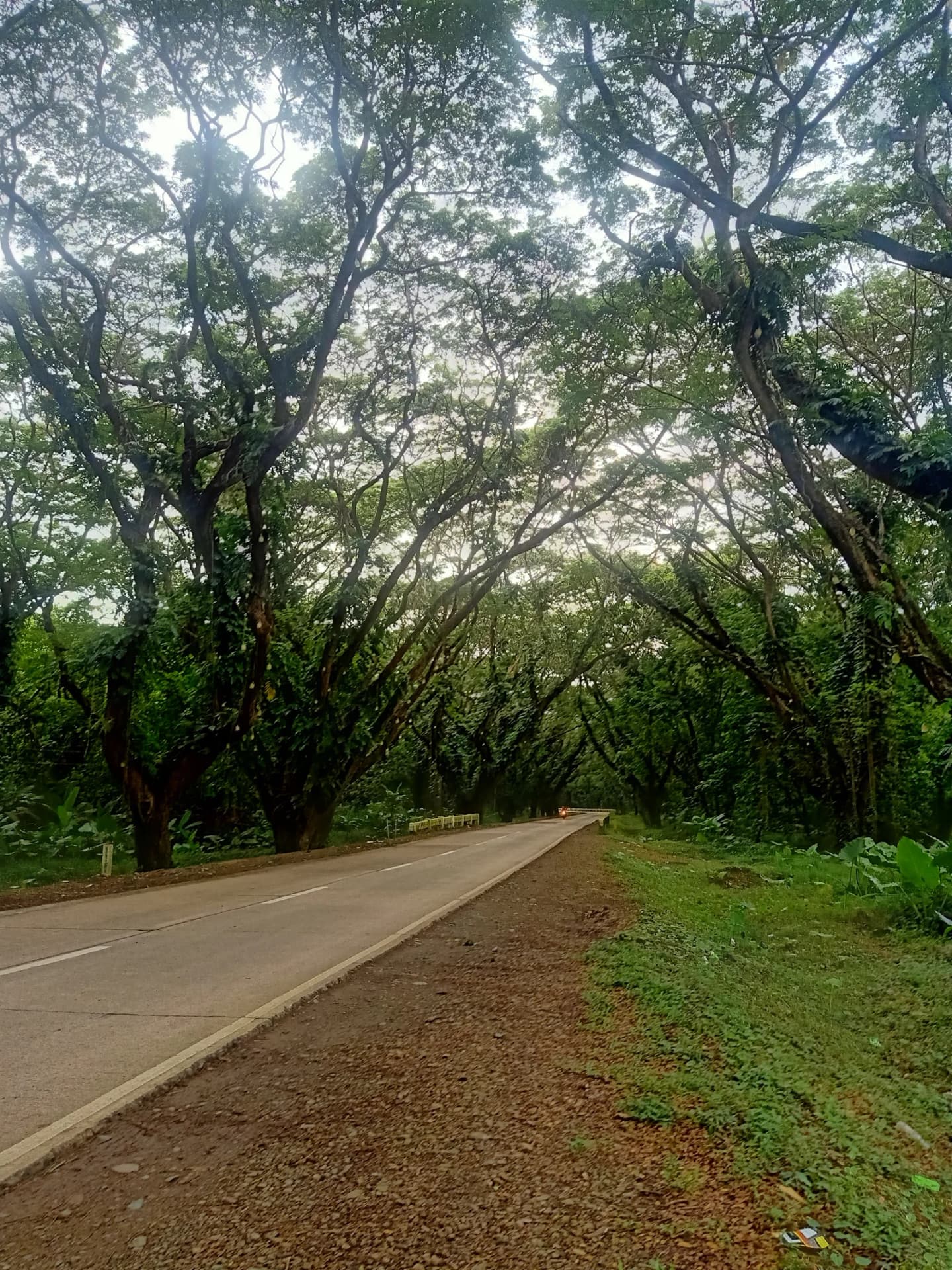 Narra