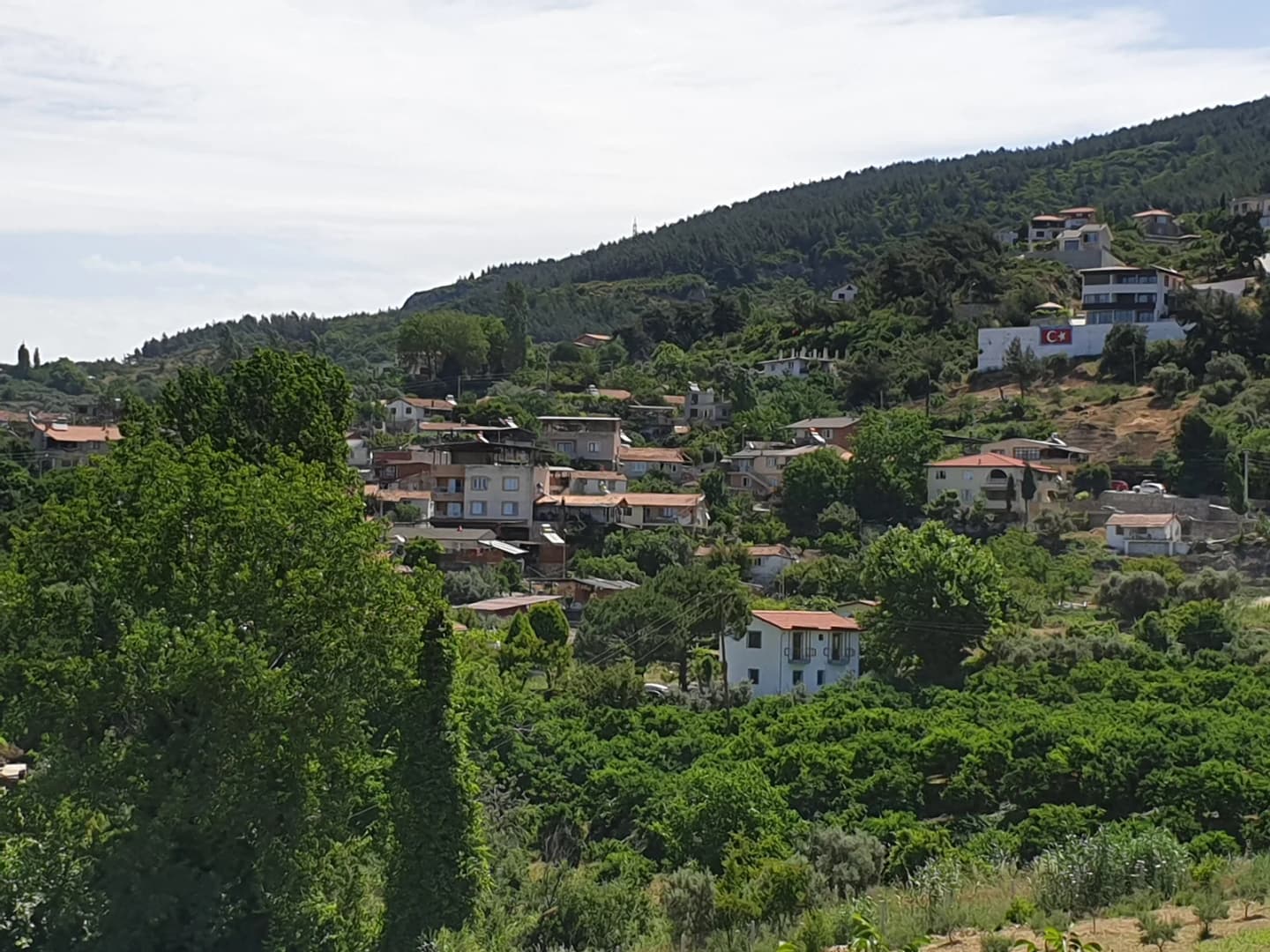 Ağaçlı