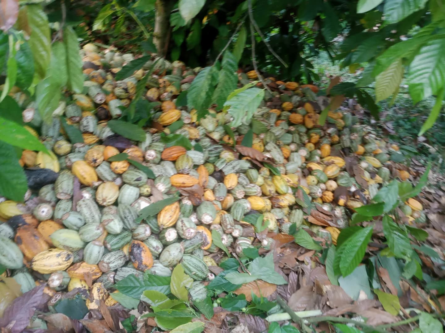 Mỹ Hào