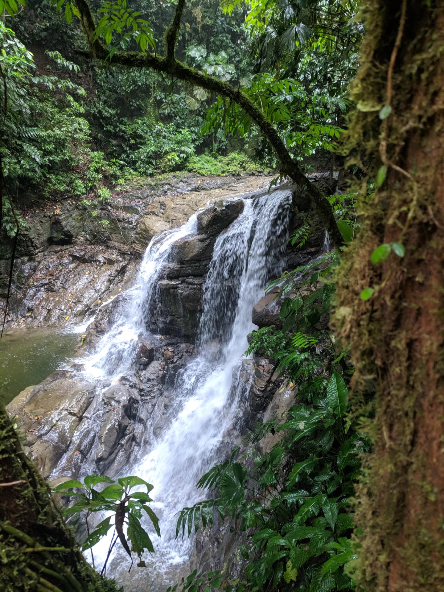 Limón