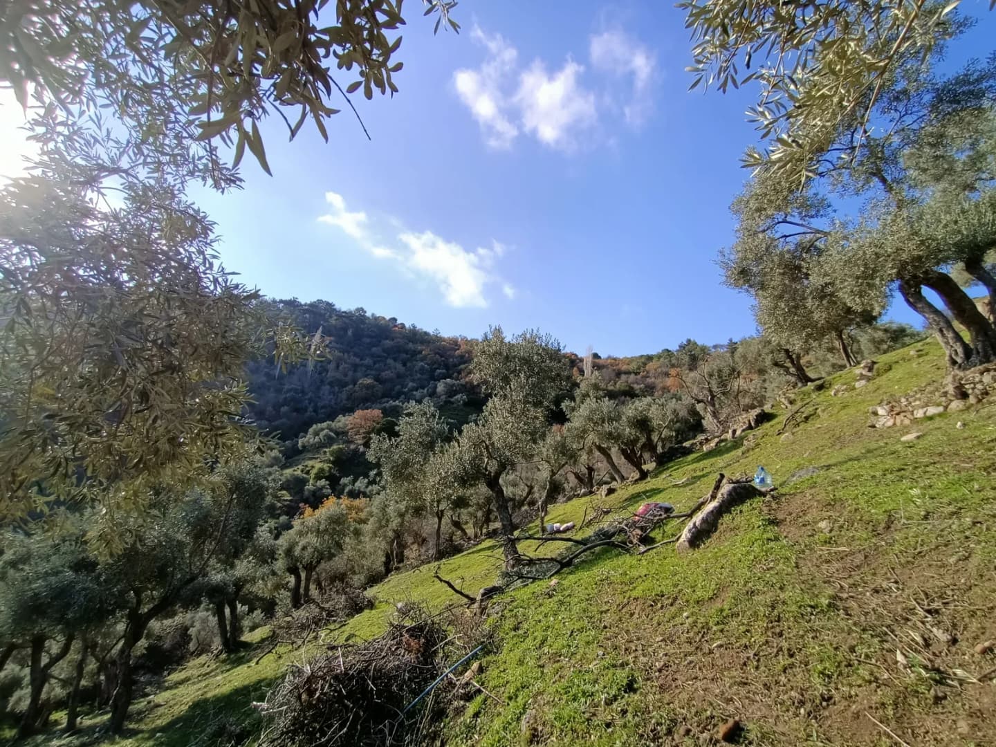 Tığıllar