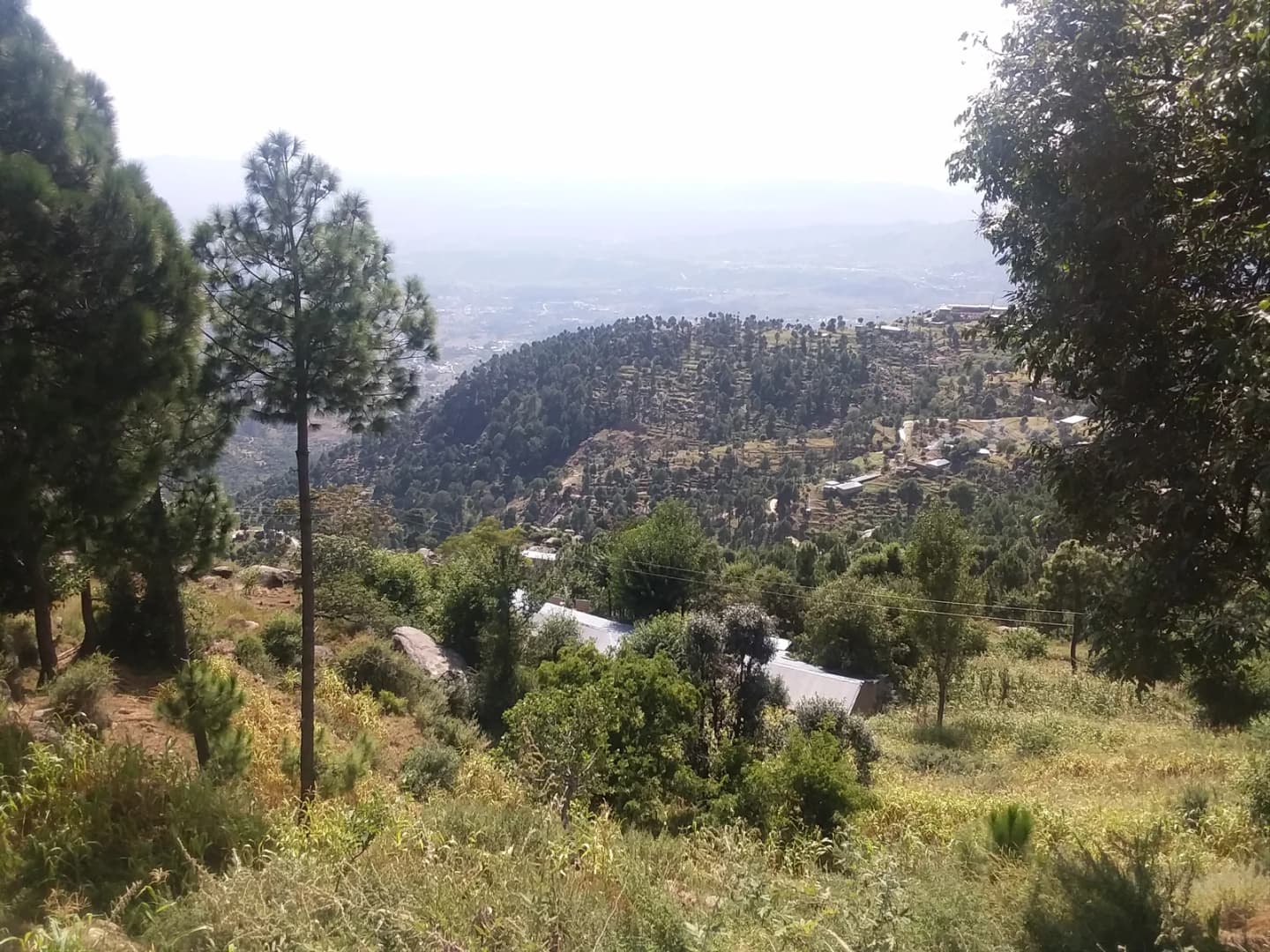 Phulra
