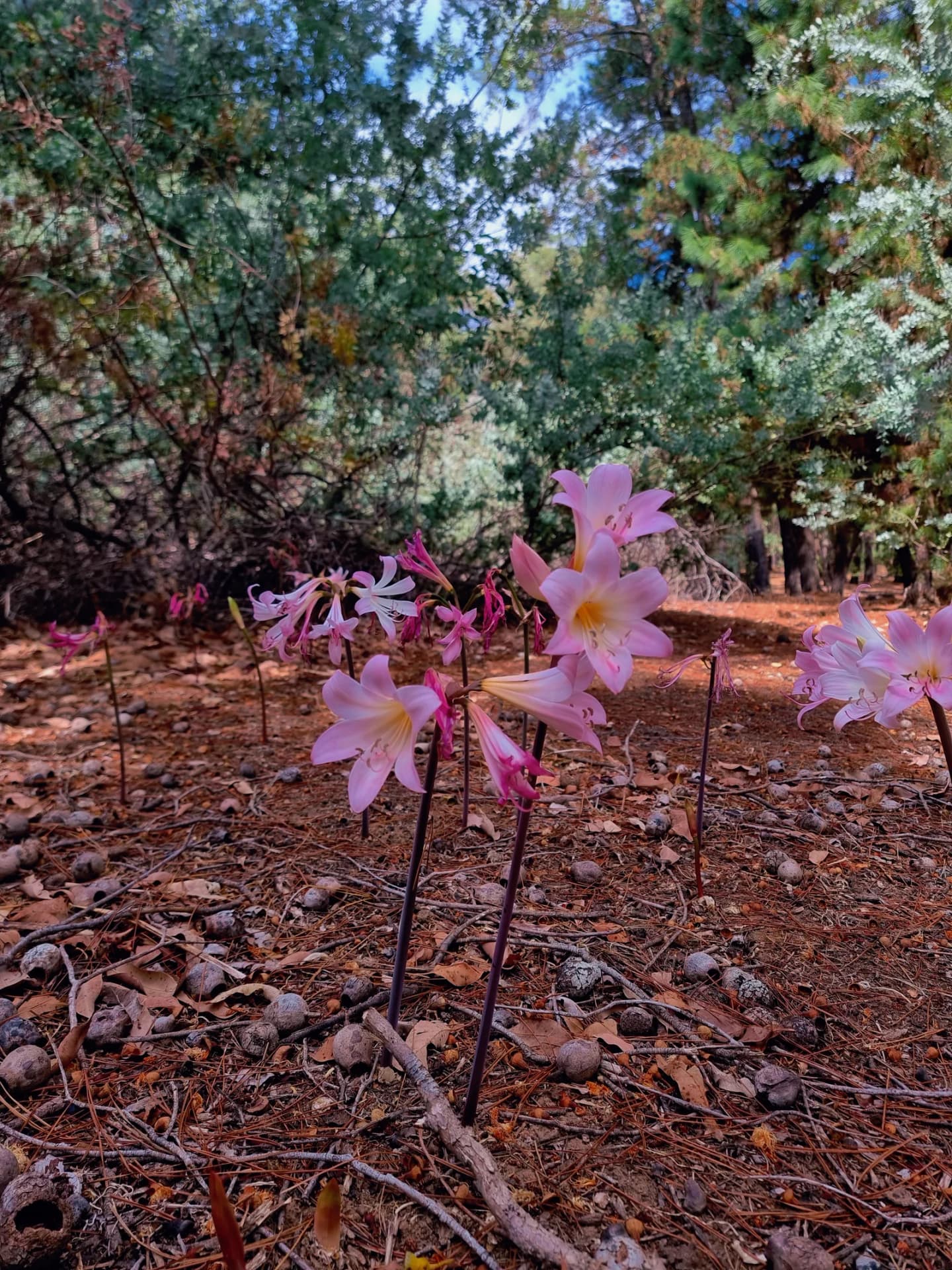 Jarrahdale