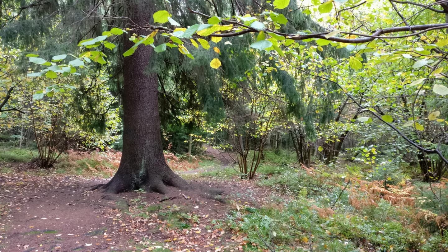 Suurmetsä