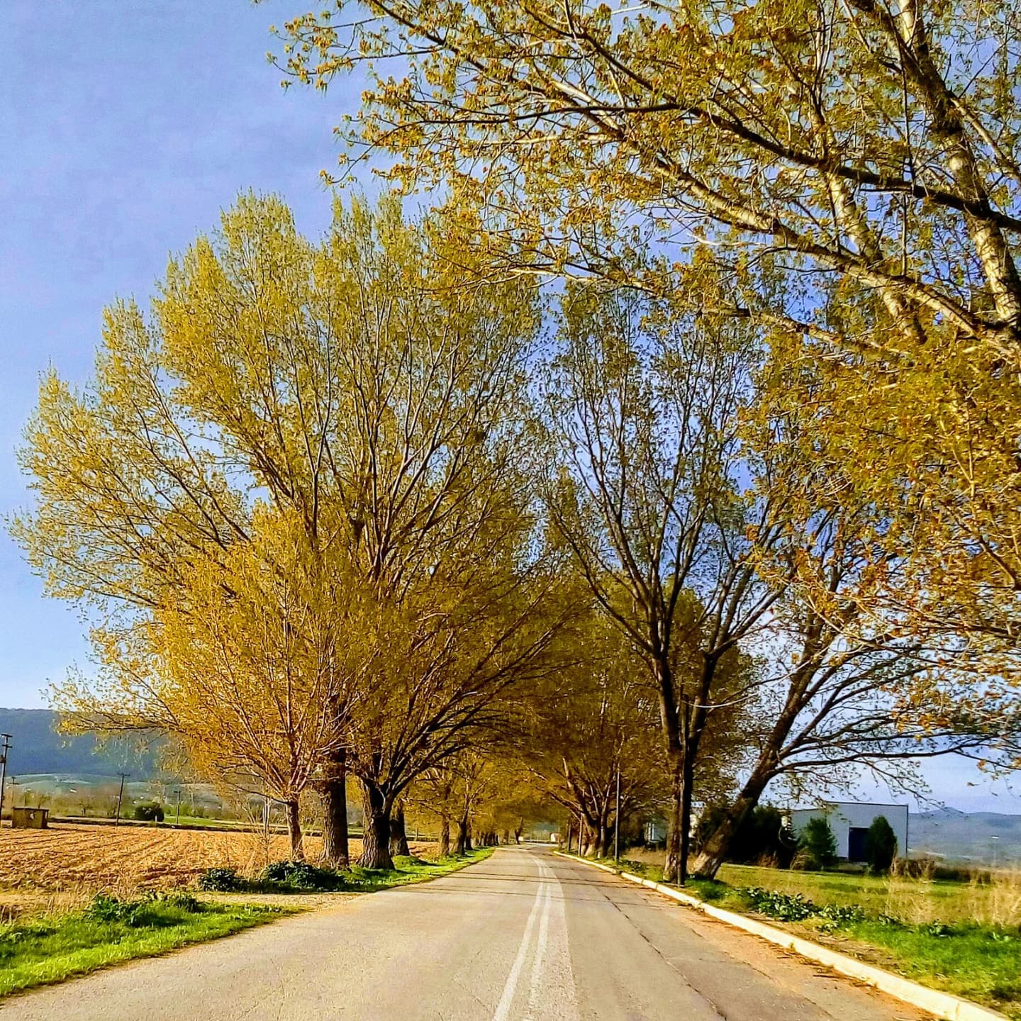Rodónas