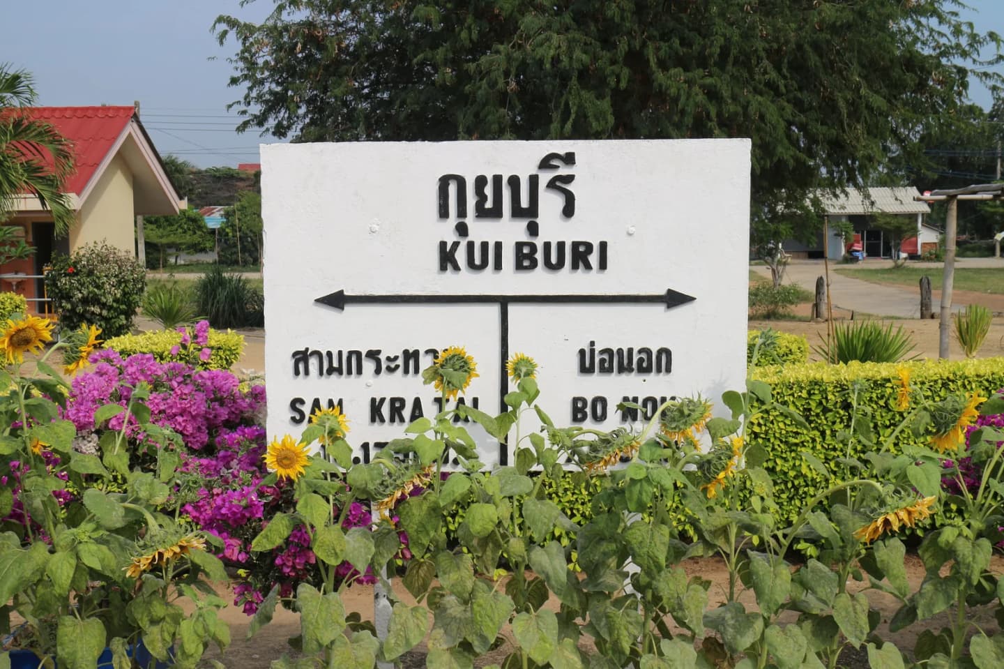 Kui Buri