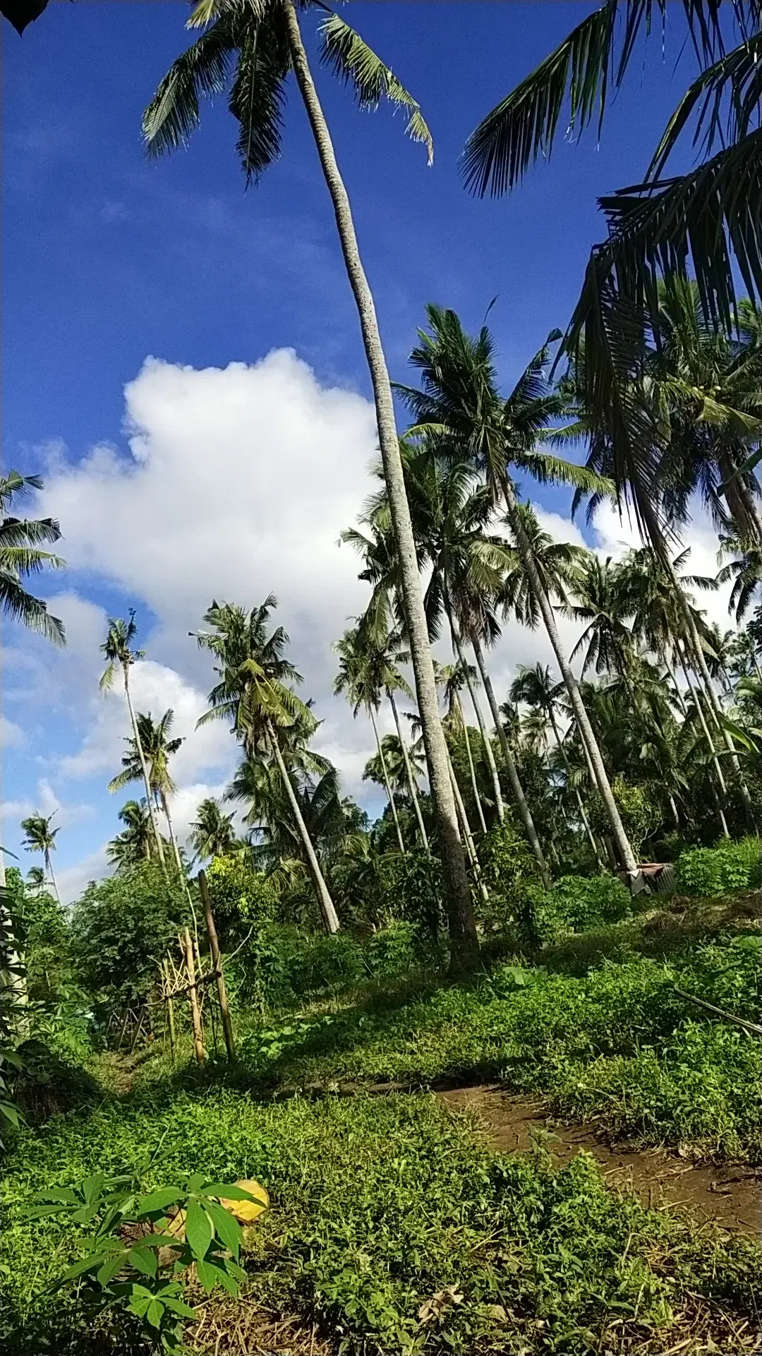 Malvar