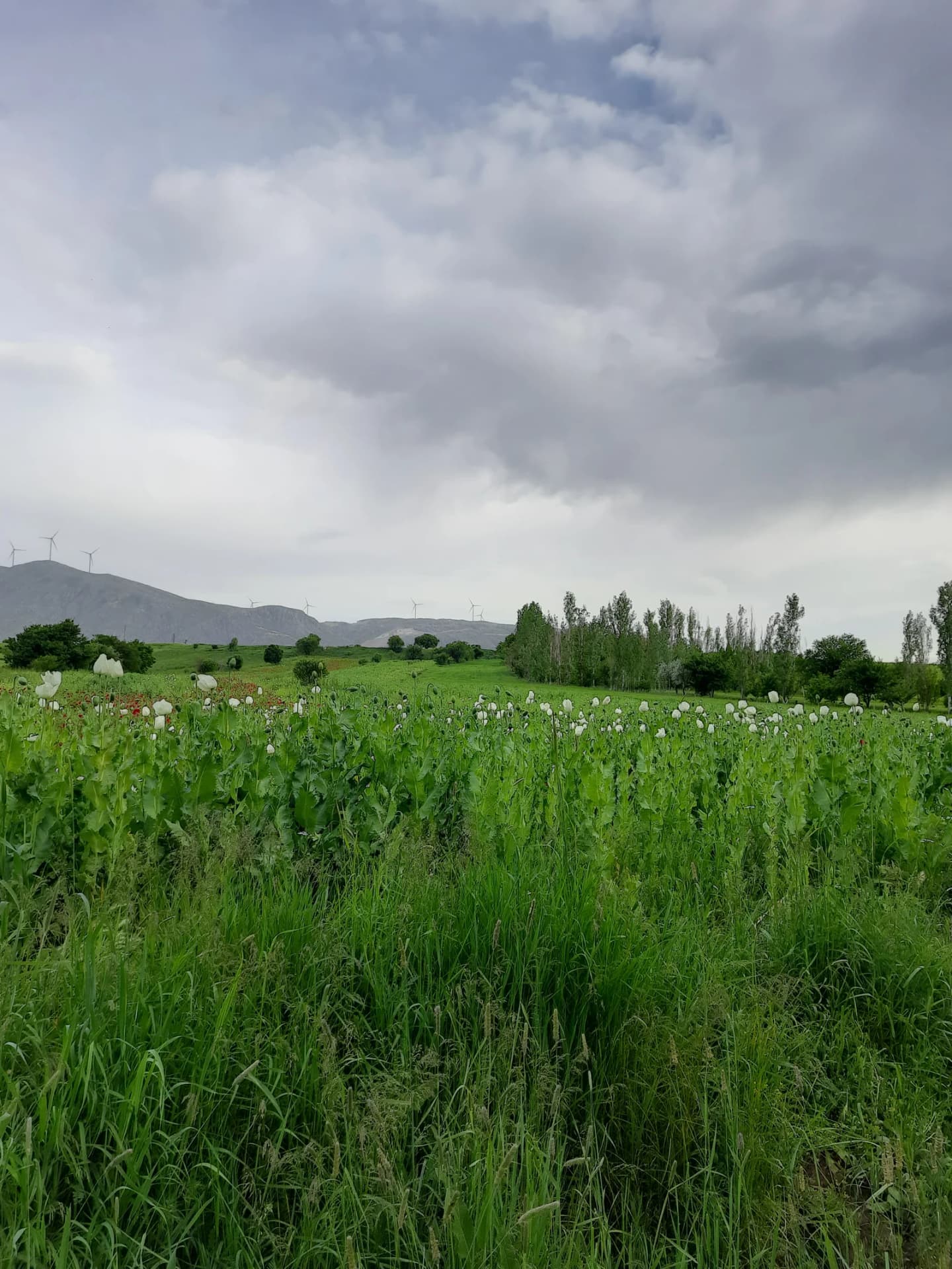 Bektaş