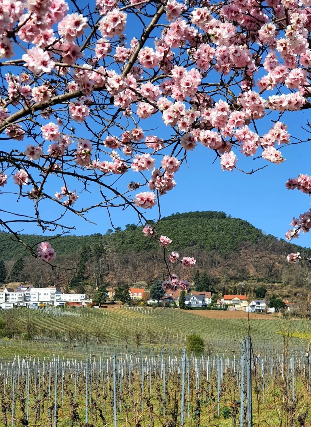 Neustadt an der Weinstraße