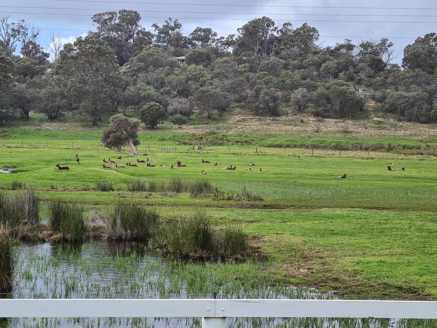 Leschenault