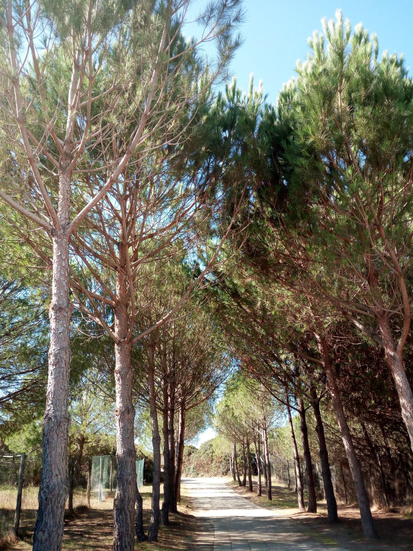 Chiarone Scalo