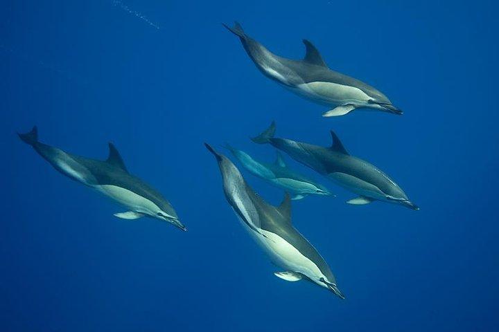 Swim with Wild Dolphins in the Azores