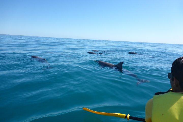 Epic Kayak With Dolphins & Wildlife - 4WD Beach Adventure Noosa
