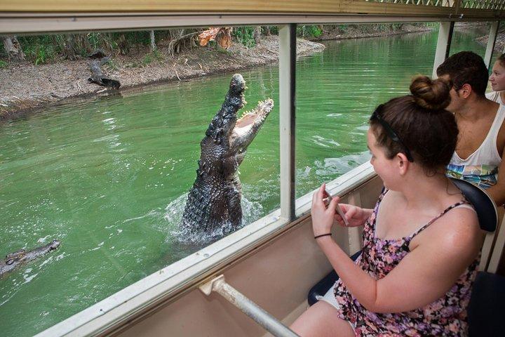 Breakfast with the Koalas at Hartley's Crocodile Park from Cairns or Palm Cove