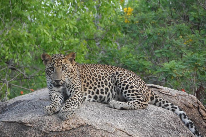 Special Leopards and Elephants safari - 04.30 am to 11.30 am