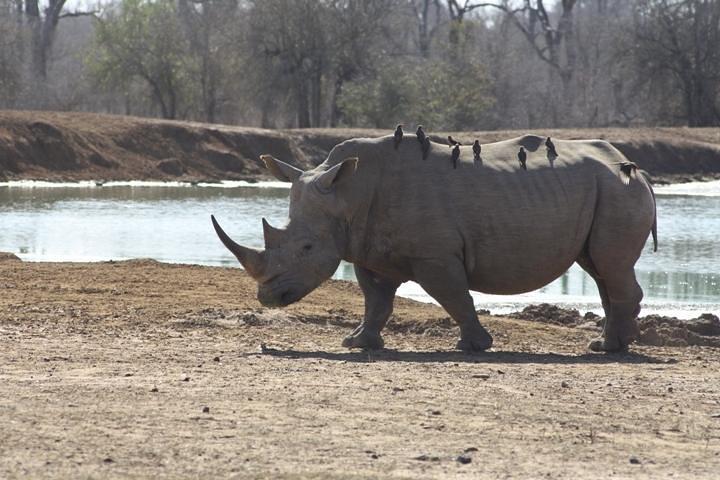Full-Day Hlane Royal National Park Safari from Manzini