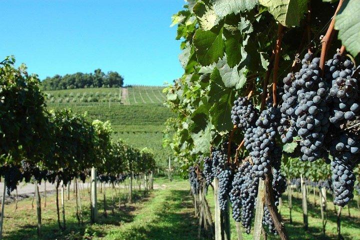 Private Tour in Vale dos Vinhedos in Bento Gonçalves RS