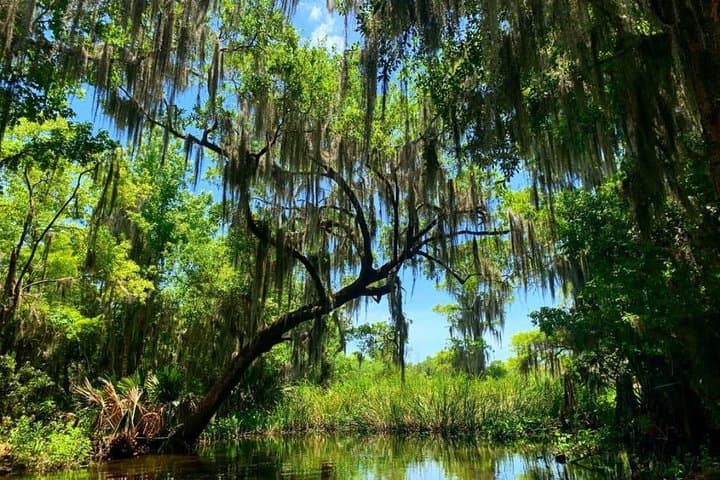Large Airboat Swamp Tour with Transportation from New Orleans