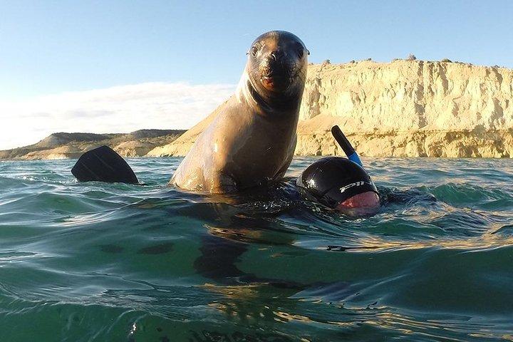 Snorkeling with Sea Lions