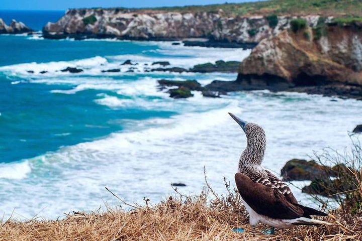 Isla de la Plata Snorkeling Tour – Machalilla National Park