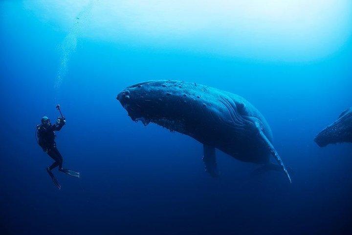 Isla de la Plata Diving & Whale Watching Adventure