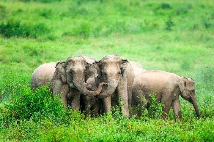 Elephant and Wildlife Watching in Kuiburi National Park - Private Afternoon Tour