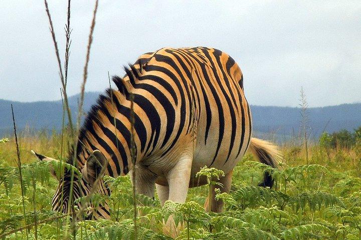 2 Days Cultural Swaziland Hlane National Park