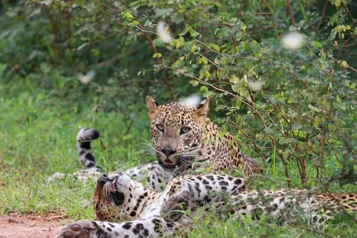 Full day Safari - Yala National Park - 04.30 am to 06.00 pm with - Janaka safari