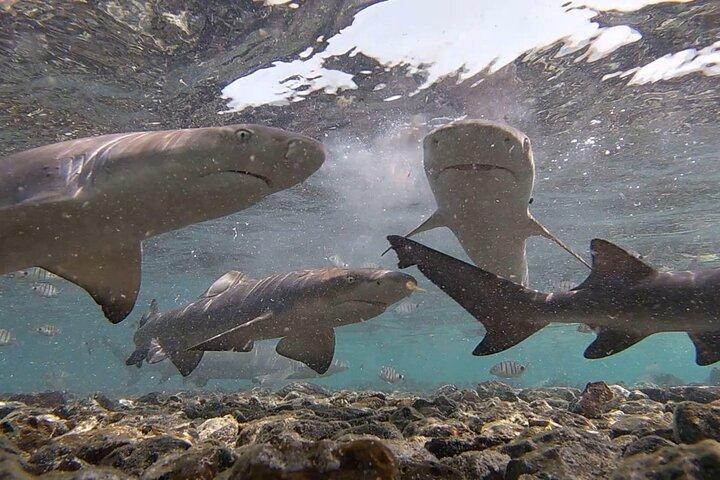 Sal Island: Shark Bay Shark Watching Experience from Santa Maria