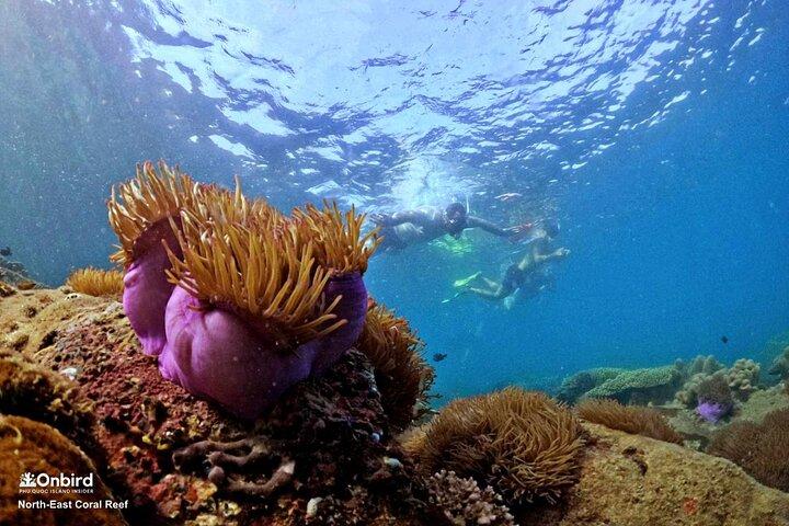 PRO-SNORKELING to Explore Hidden Coral Reefs (MAX 10 PAX)