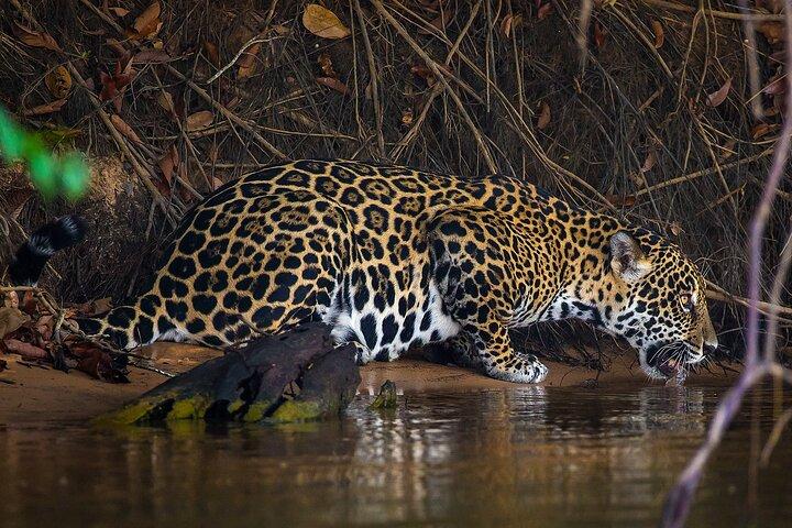 4-day Pantanal Tour with accommodation - Departing from Cuiaba