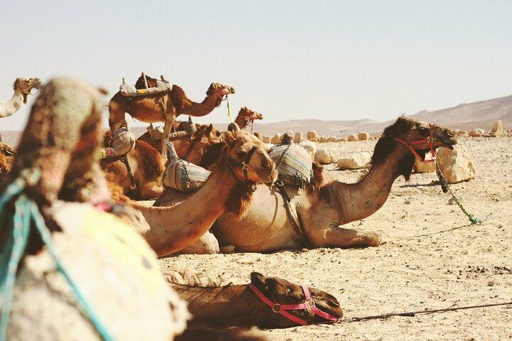 Travel To Jericho & Jordan River Half Day Self Guided Tour